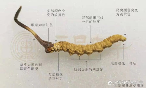 蒲公英和薄荷的功效与作用及食用方法-专业蒲公英加薄荷茶的功效与作用平台-蒲公英和薄荷的功效与作用及食用方法一样吗